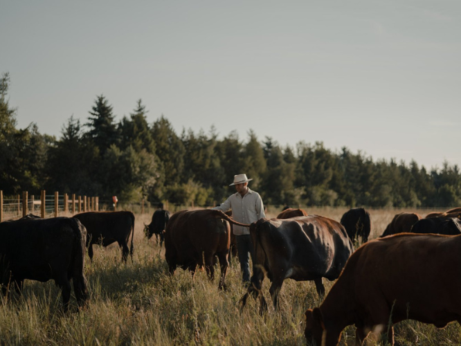 Where does Metro Caring’s local food come from?